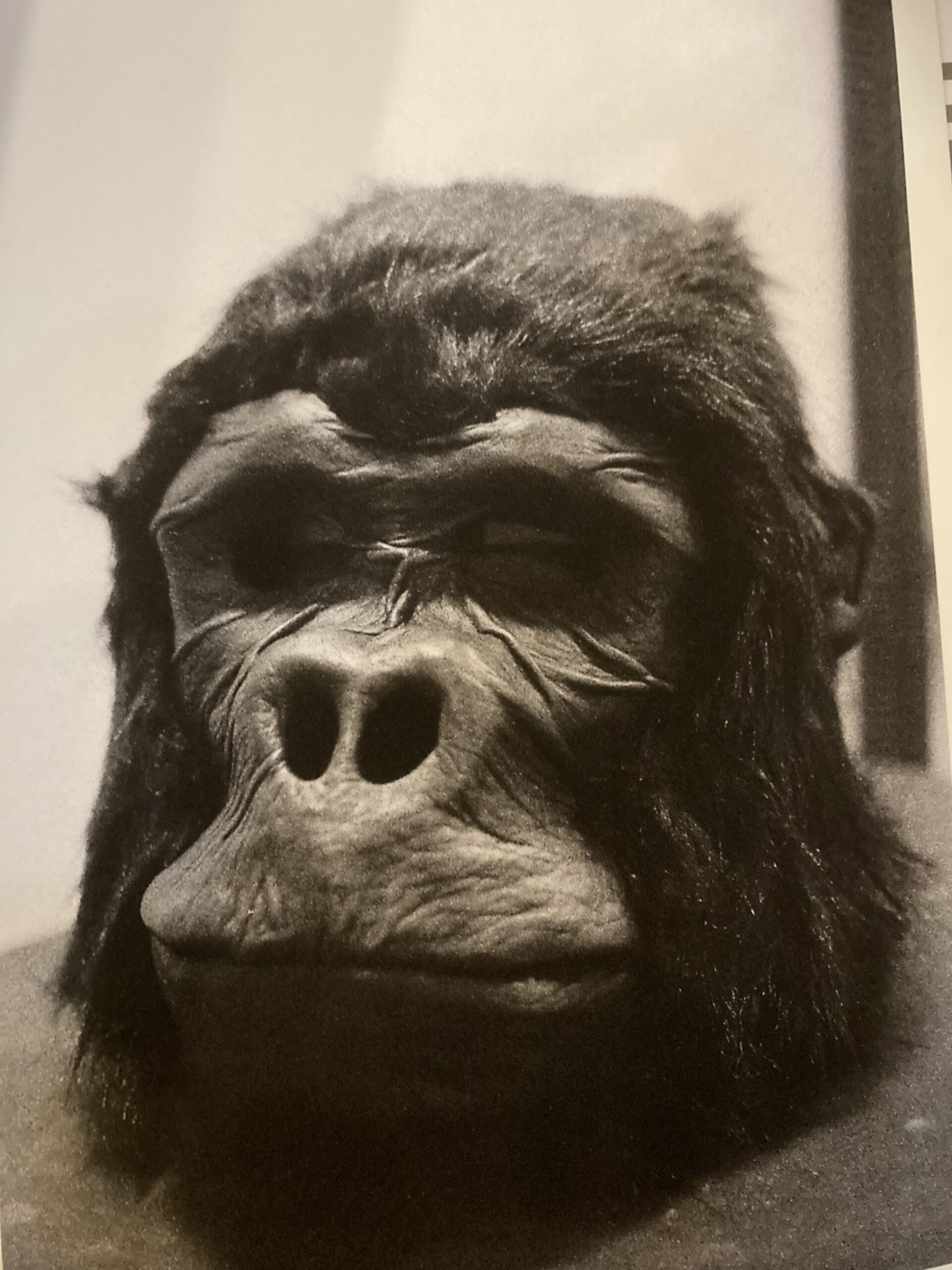 Masque gorille noir et blanc